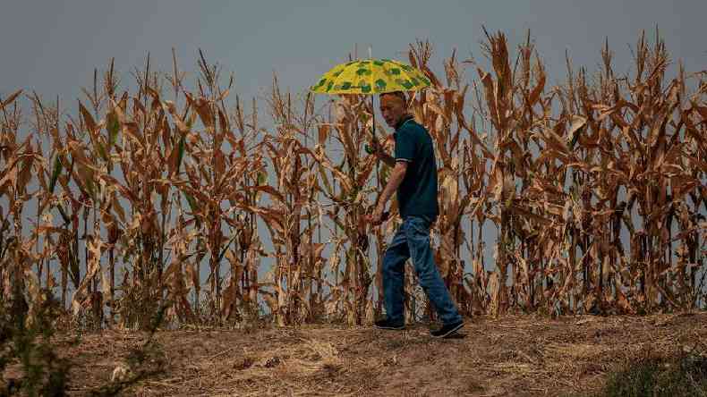 Homem com guarda-sol andando ao lado de plantao seca