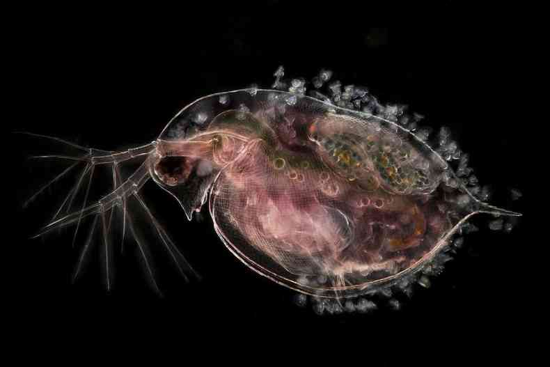 Que tal esta pulga-de-gua (ou dfnia), carregando embries? A foto  de Jan van IJken, de Amsterd