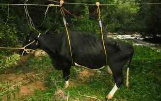 Vaca  resgatada com auxlio de cordas e roldanas no Sul de Minas.(foto: Corpo de Bombeiros/Divulgao)