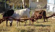 Caso de vaca louca registrado no Par  atpico, confirma Ministrio da Agricultura