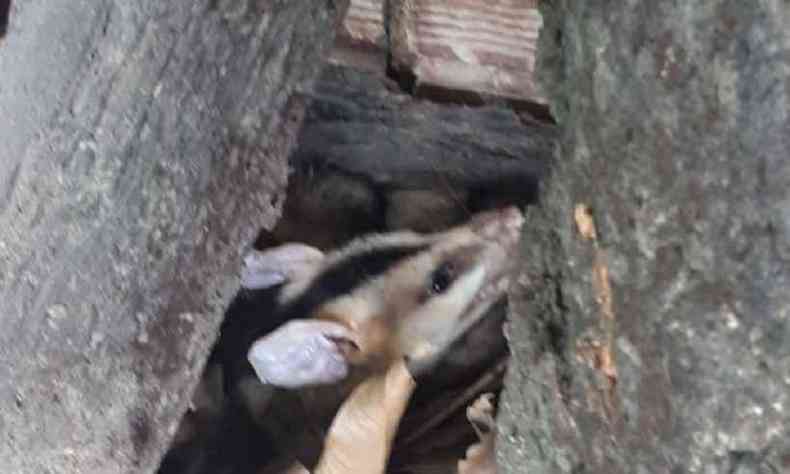 Sarus foram resgatados sem ferimentos e soltos em mata ciliar(foto: CBMMG/Divulgao)