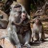 Mais de 200 casos confirmados de varíola do macaco no mundo, segundo agência europeia