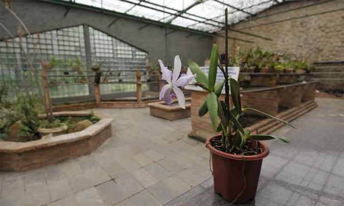 Cerca de 450 plantas de espécies diferentes serão colocadas no orquidário, que recebe os retoques finais para voltar a receber o público (foto: Juarez Rodrigues/EM/DA Press) Cerca de 450 plantas de espécies diferentes serão colocadas no orquidário, que recebe os retoques finais para voltar a receber o público (foto: Juarez Rodrigues/EM/DA Press)