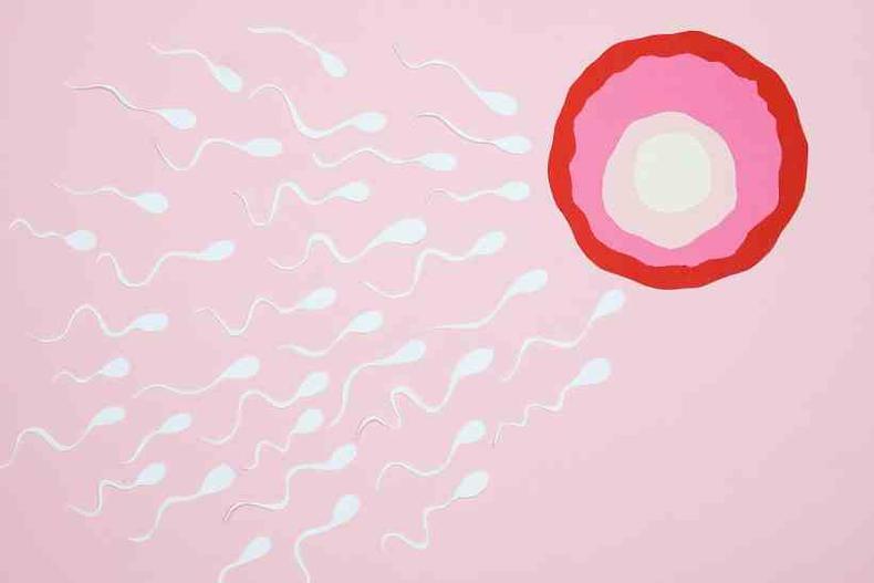 Espermatozoides chegam ao vulo