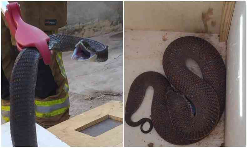 Cobra da espcie boipeva de 80 centmetros foi capturada Bairro Universitrio