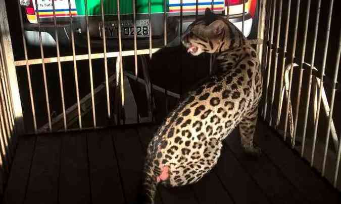 Animal silvestre foi colocado em jaula para receber tratamento veterinrio(foto: PMMG/9 Cia. Polcia Meio Ambiente/Divulgao)