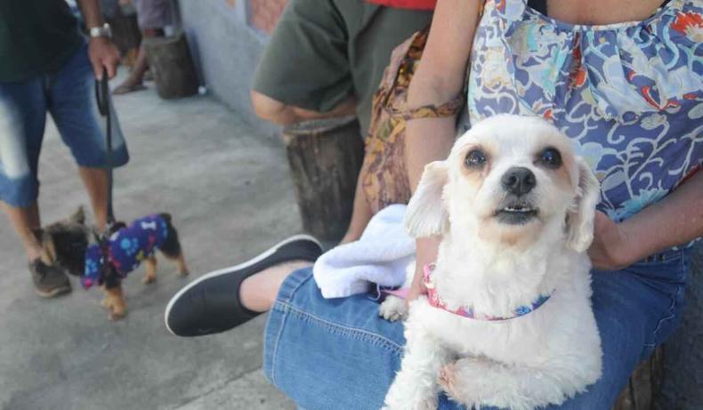 Atualmente, cerca de 600 animais são atendidos por mês.(foto: Leandro Couri/EM/D.A Press) Cachorro no colo da dona no Hospital Veterinário de BH.