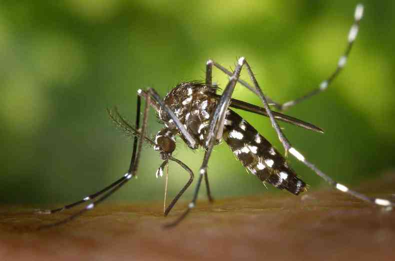 mosquito listrado preto e branco 