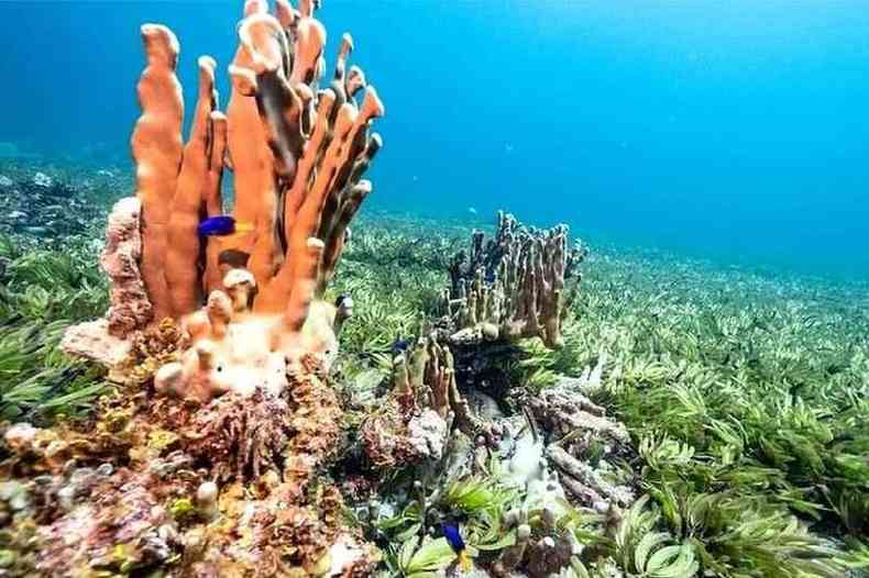 Os corais esto crescendo muito perto das ervas marinhas, diz Shaama(foto: Greenpeace)