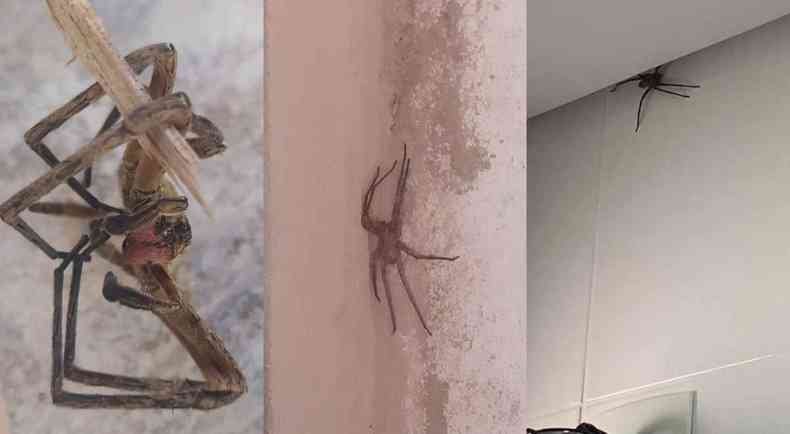 Vizinhos de Renata e Eduardo no Buritis tambm postaram fotos de aranhas de grande porte encontradas em suas residncias(foto: Reproduo/Redes Sociais)