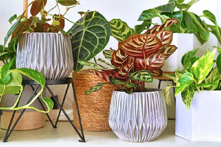 Vasos com plantas de folhas coloridas em casa