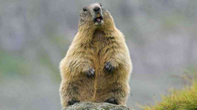 A marmota  um dos animais que podem transmitir a peste bubnica(foto: Getty Images)