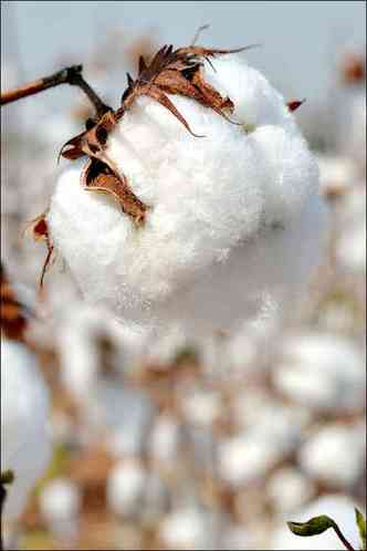 O algodo  uma das culturas mais resistentes  seca, por isso  ideal para o semirido (foto: Mrcia Frana/Seapa/Divulgao)