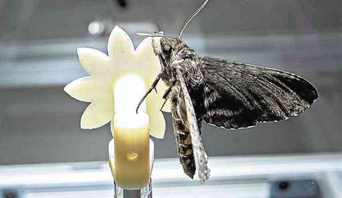 Mariposa sobre flor artificial: capaz de se adaptar aos diferentes movimentos de sua fonte de alimento (foto: (Rob Felt/Georgia Tech))