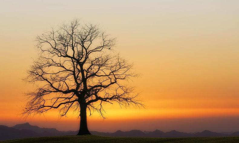 rvore sem folhas em frente a por do sol laranja 