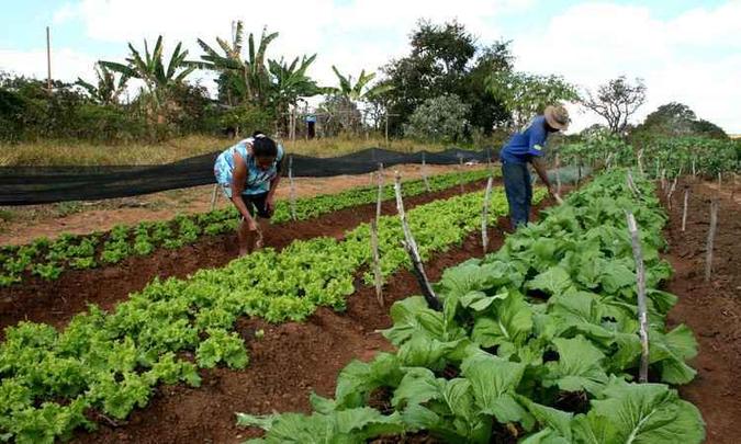 As lavouras familiares de Minas, como a cooperativa de Três Marias, apresentam grande diversidade(foto: Votorantim Metais/Divulgação) As lavouras familiares de Minas, como a cooperativa de Três Marias, apresentam grande diversidade(foto: Votorantim Metais/Divulgação)