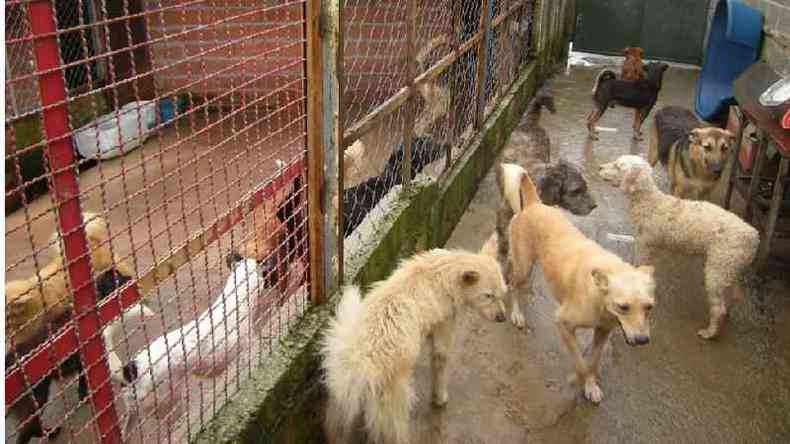 Situao de ONGs e abrigos para animais sofre efeitos econmicos da pandemia(foto: ONG Co Sem Fome/ Divulgao)