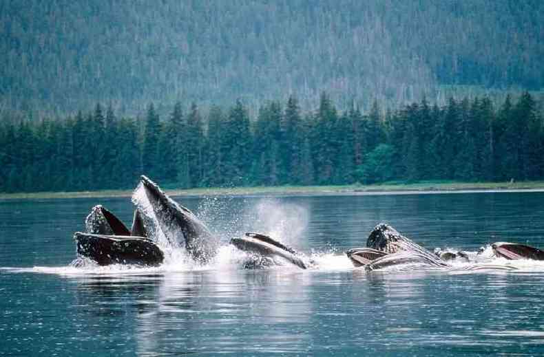Antes da pandemia, as baleias ficavam mais prximas umas das outras(foto: Getty Images)
