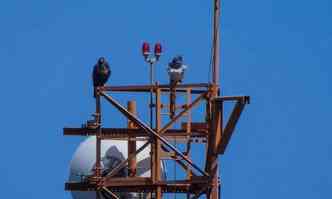guia-chilena ou guia-serrana, que habita a Serra do Curral, flagrada na torre de telecomunicaes com um filhote (foto: Eric Vieira/Divulgao)