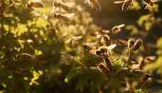 Como agir em ataques de abelhas? Veja causas e dicas de segurança