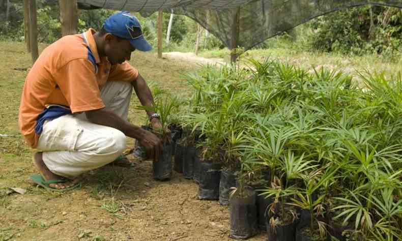 Quilombolas fazem 'rodízio' de plantações para preservar o solo do
