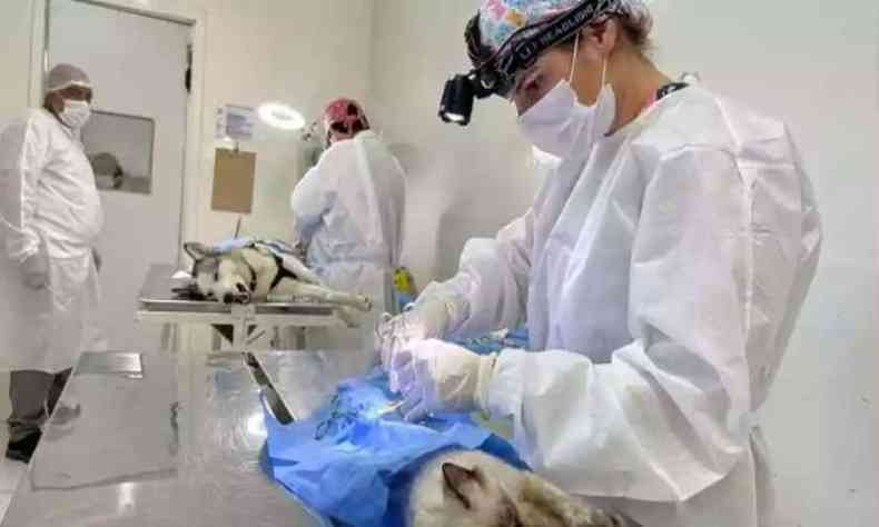 Gato sendo castrado em uma mesa de cirurgia