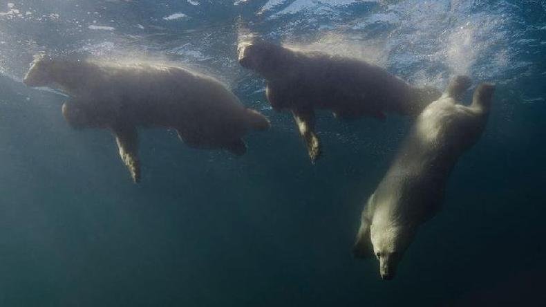 Amos ficou assustado quando um urso polar mergulhou para persegui-lo(foto: Amos Nachoum )