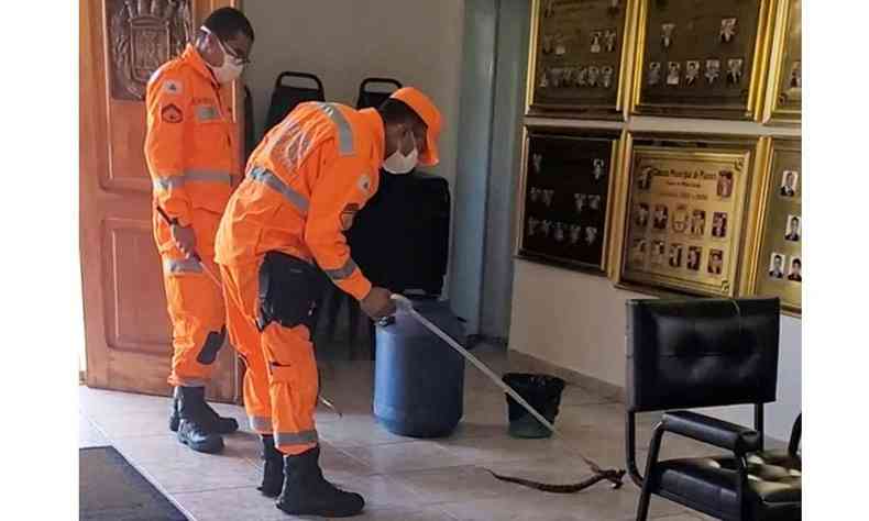 Bombeiros capturam cobra jararacuu na Cmara Municipal de Planura