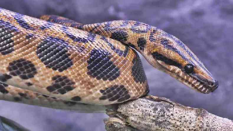 As cobras conseguiram se adaptar  vida em todos os continentes, com exceo da Antrtida; na foto, uma jiboia-vermelha