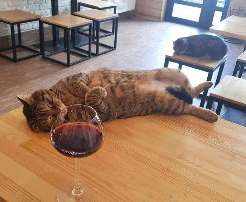 Felino deitado em cima da mesa ao lado de uma taa de vinho
