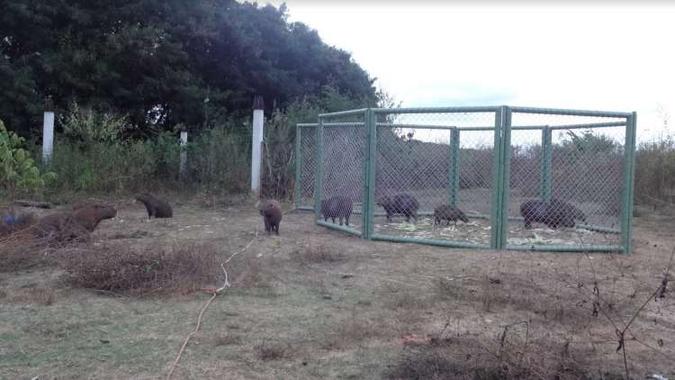 Os animais passam pelos procedimentos no Parque Ecológico da Pampulha(foto: Prefeitura de Belo Horizonte / Divulgação) Os animais passam pelos procedimentos no Parque Ecológico da Pampulha(foto: Prefeitura de Belo Horizonte / Divulgação)