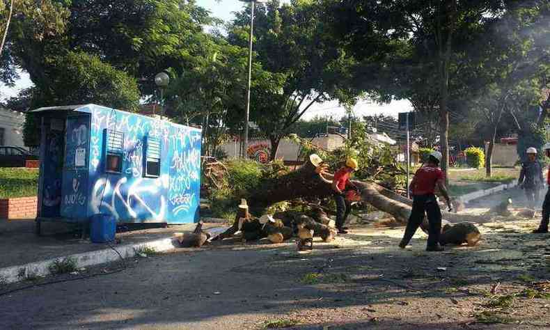 Bombeiros serraram pedaos do tronco para remover exemplar da via(foto: Paulo Filgueiras/EM/D.A PRESS)