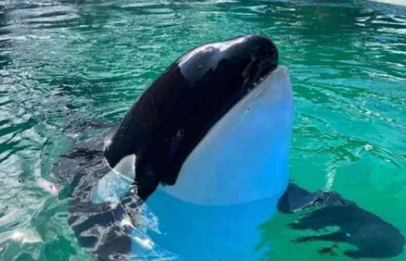 Orca Lolita no aqurio de Miami