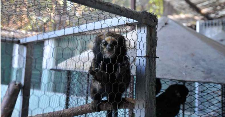 Animais apreendidos ou entregues voluntariamente são acolhidos em centros de triagem, onde recebem cuidados veterinários e passam por avaliação. Meta é retorno à natureza(foto: Fotos: Alexandre Guzanshe/EM/D.a press) Animais apreendidos ou entregues voluntariamente são acolhidos em centros de triagem, onde recebem cuidados veterinários e passam por avaliação. Meta é retorno à natureza(foto: Fotos: Alexandre Guzanshe/EM/D.a press)