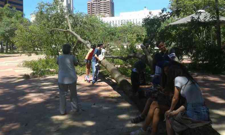 Aps o susto, crianas de escolas da regio se assentaram no galho da rvore para lanchar(foto: Beto Novaes/ EM D.A Press )