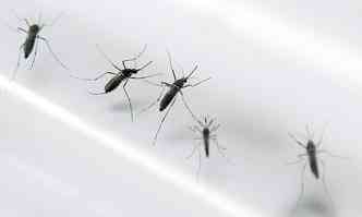 Vrus  transmitido pelo mosquito Aedes aegypti(foto: AFP PHOTO/PATRICE COPPEE)