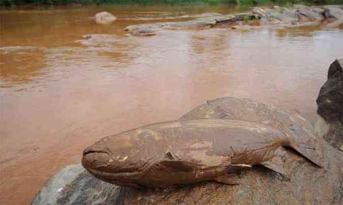 Peixes mortos no Rio Doce aps rompimento da barragem da Samarco(foto: Gladyston Rodrigues/EM/DA Press 10/11/15)