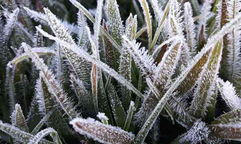 Em Maria da F, plantas chegaram a congelar com o frio(foto: Pedro Henrique Abreu Moura/Epamig)