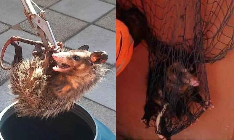 Ambos os animais foram capturados pelos bombeiros e transportados até uma área de mata preservada.(foto: Divulgação/Corpo de Bombeiros) Imagem dos gambás capturados pelos bombeiros e transportados para uma área de mata preservada