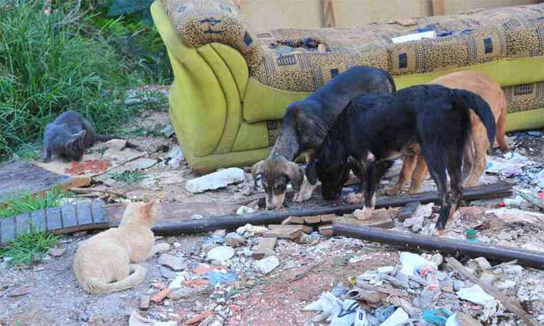 Desabrigados, ces e gatos se proliferam na Via do do Bico e esto sujeitos a maus-tratos, doenas e atropelamentos. Alm disso, pem em risco tambm a sade dos moradores. Zoonoses vai ao local hoje(foto: Marcos Vieira/EM/D.A Press)