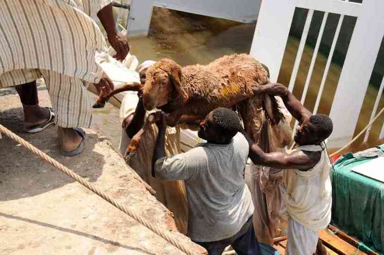 Ovelhas resgatadas no Sudo