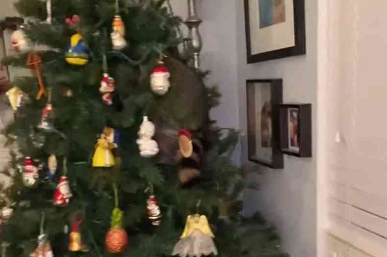 Animal estava escondido em rvore de Natal(foto: Redes Sociais/Reproduo)