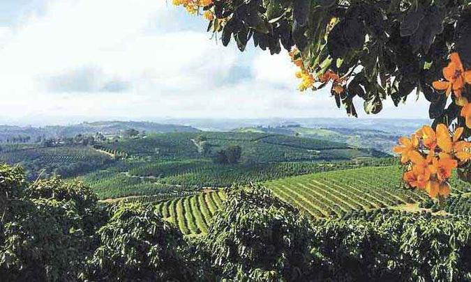 Plataforma digital usada há dois anos na fazenda Ouro de Minas permite detectar maiores gastos e a forma de reduzí-los(foto: Grupo Ouro de Minas/Divulgação) Plataforma digital usada há dois anos na fazenda Ouro de Minas permite detectar maiores gastos e a forma de reduzí-los(foto: Grupo Ouro de Minas/Divulgação)