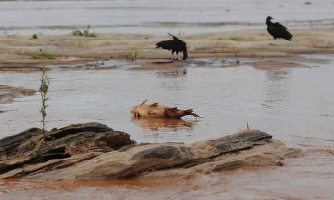 Garças deram lugar a bandos de urubus, próximos a peixes mortos(foto: Gladyston Rodrigues/EM/D.A Press) Garças deram lugar a bandos de urubus, próximos a peixes mortos(foto: Gladyston Rodrigues/EM/D.A Press)
