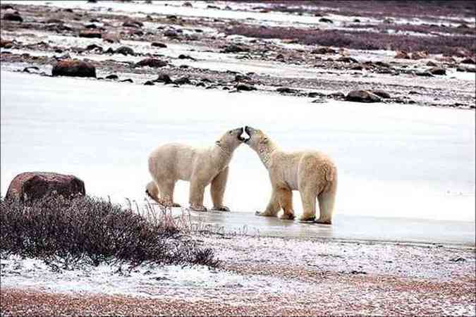 Ursos-polares perto da tundra que nasce no rtico: veres curtos fazem com que sequestro de CO2 pelas plantas seja pequeno (foto: (Steven C. Amstrup/Divulgao - 14/12/10))