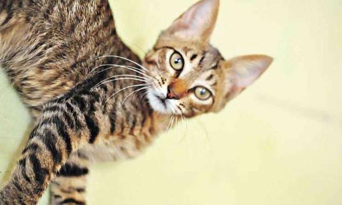 Quem tem gato precisa ficar atento às infestações e agir rapidamente(foto: Érika Vasconcellos/Divulgação) Quem tem gato precisa ficar atento às infestações e agir rapidamente(foto: Érika Vasconcellos/Divulgação)