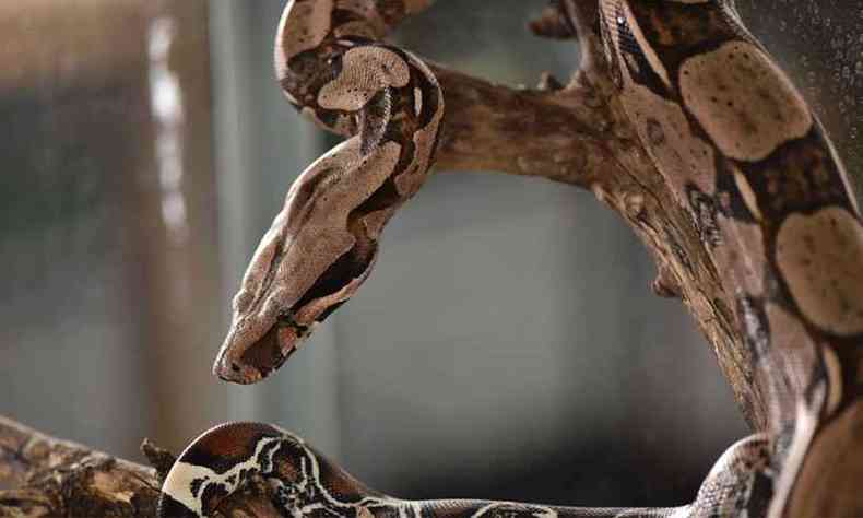 A jiboia  a segunda maior serpente encontrada no Brasil(foto: Funed/Divulgao)