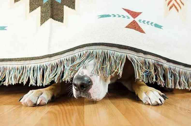 Cachorro se esconde debaixo da cama