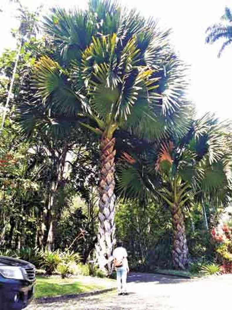 Palmeira gigante no Stio Roberto Burle Marx