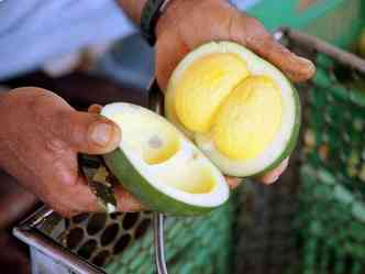Cadeia produtiva do fruto tpico do cerrado  fonte de receita de para mais de 5 mil famlias no estado(foto: Divulgao/Sebrae)